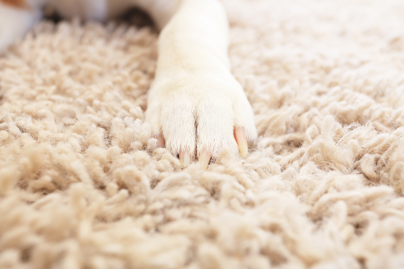 dreamstime_s_dog paw dreamstime_s_dog paw
